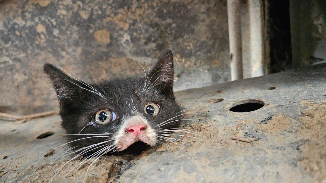 HLE_ESCO Kitten stuck in truck 05082023_Kitten stuck in truck_5.jpg