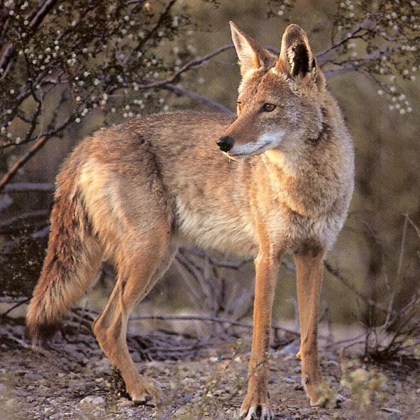 Coyote