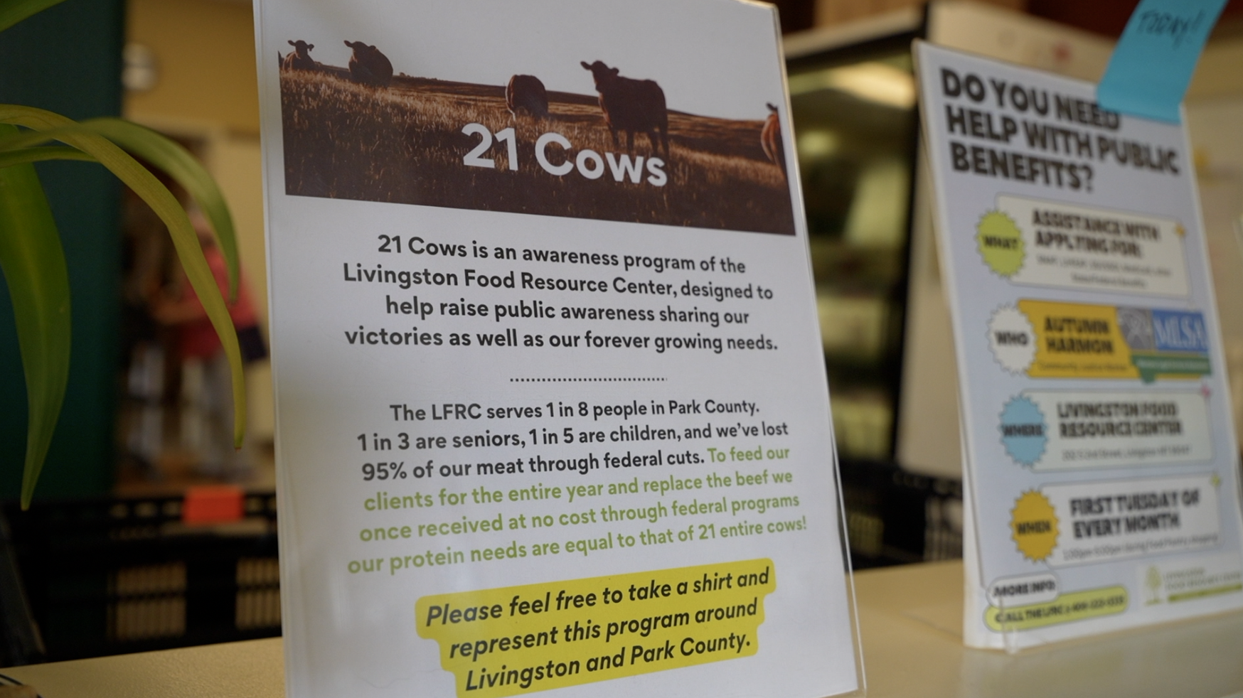 21 cows