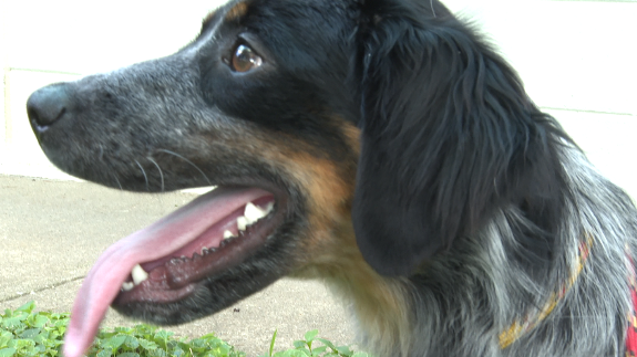 Keeping your pets cool in the heat