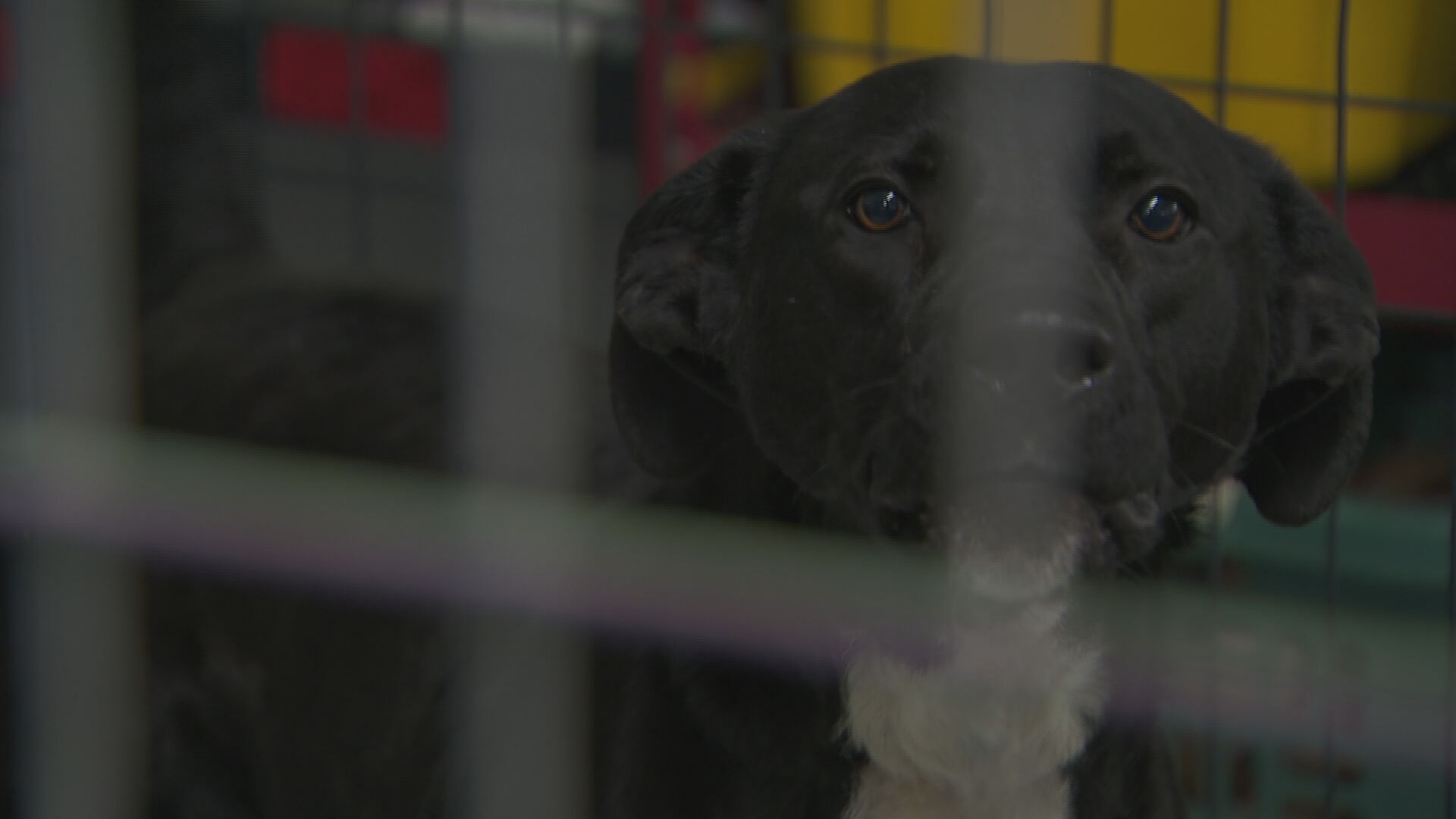 Dogs rescued from frozen house_frame_28439.jpeg