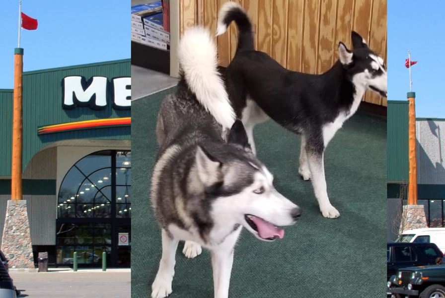 menards allow dogs in store