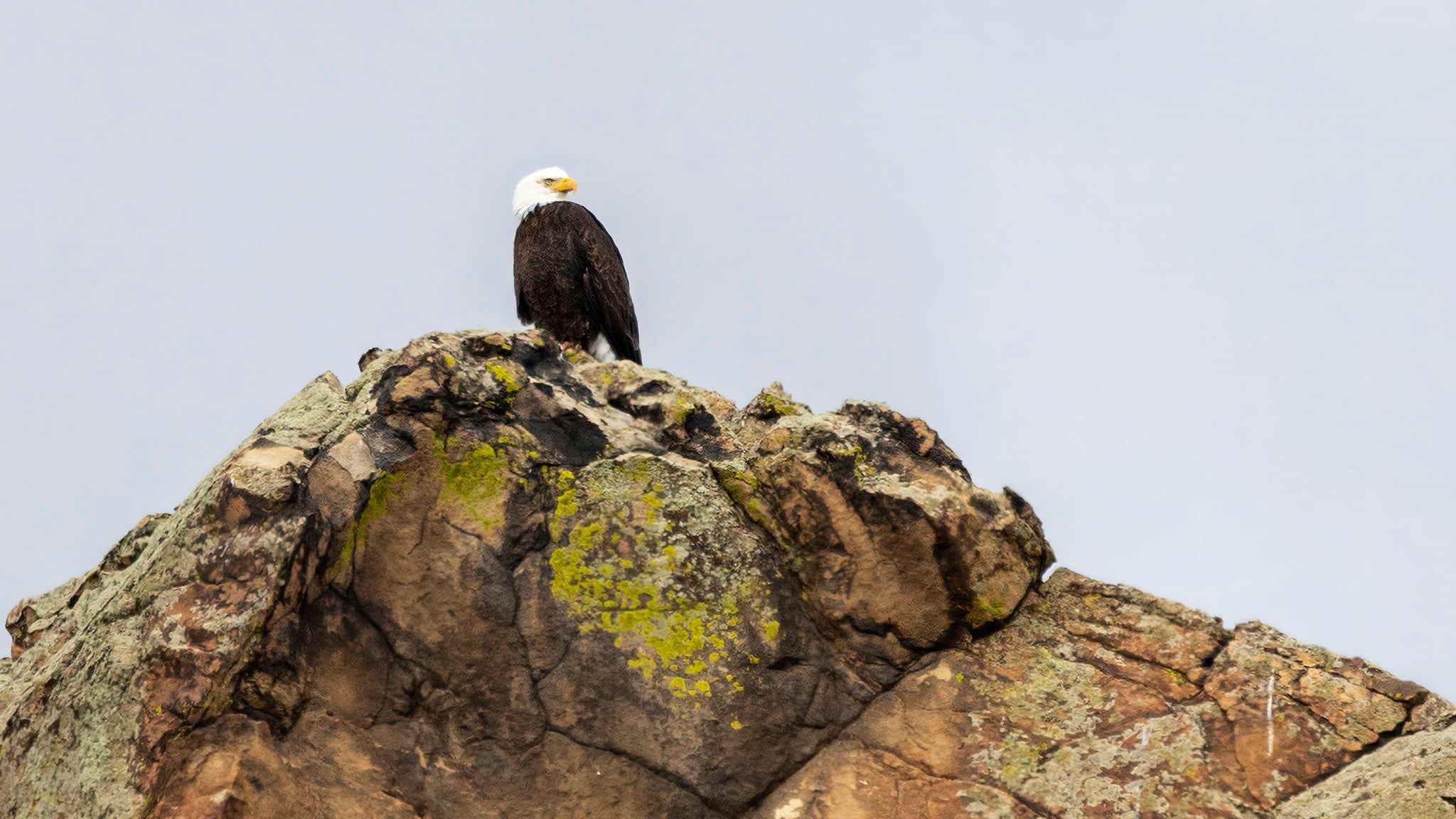 Larry Marr Bald Eagle