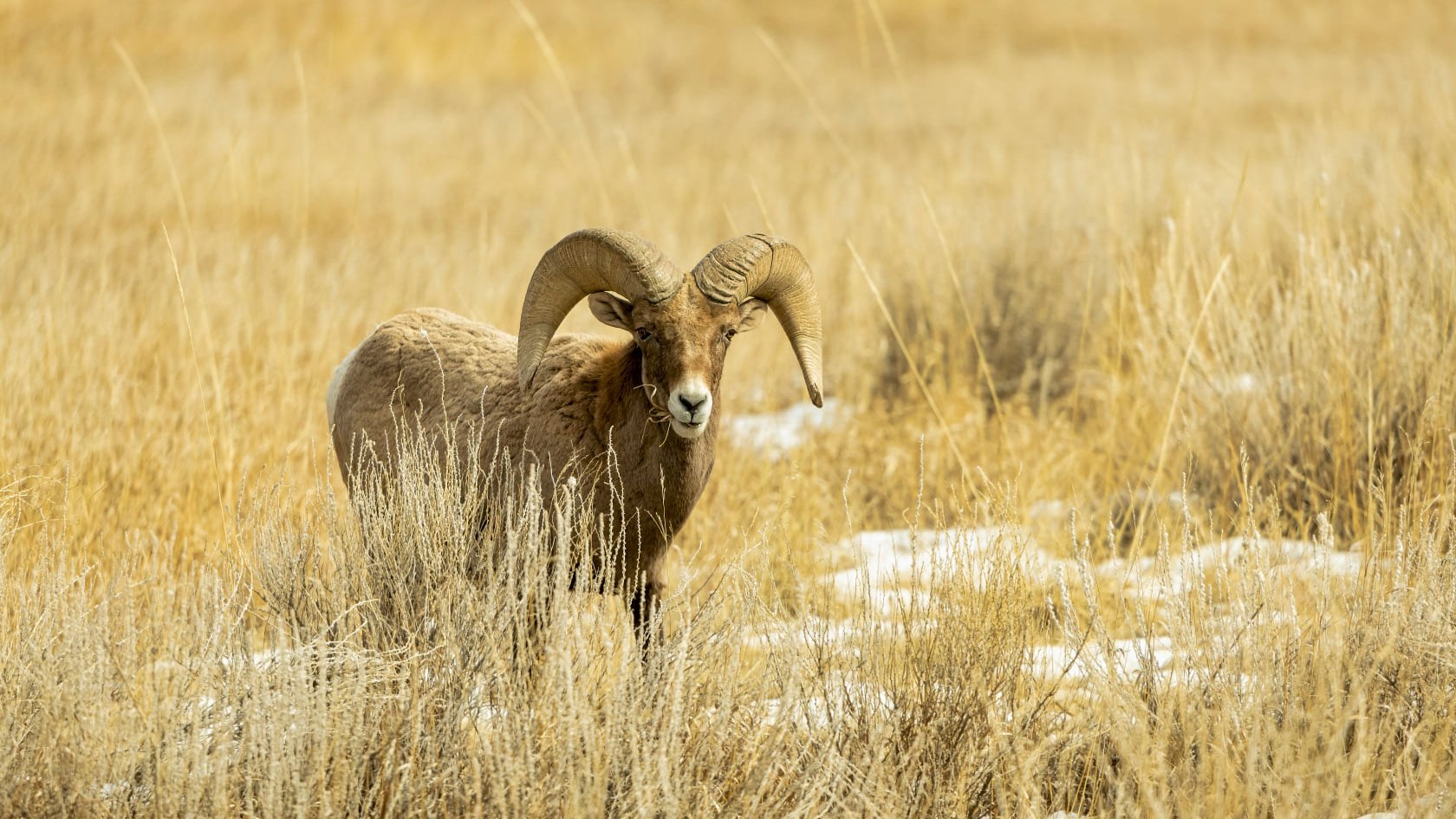 Larry Marr Garden of the Gods bighorn sheep