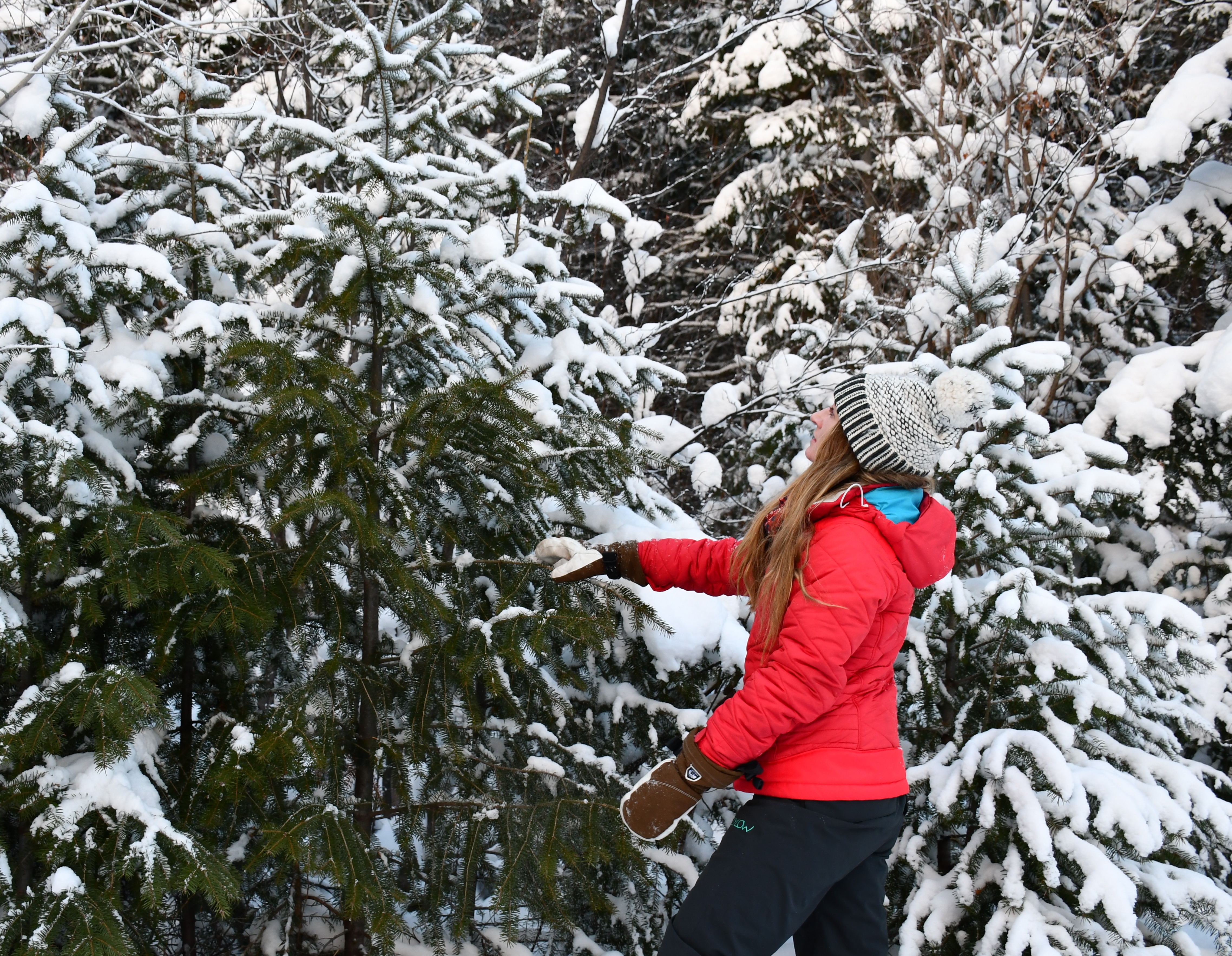 2022 Christmas Tree Permits Flathead National Forest Christmas Tree Permits Available Online From Flathead National Forest