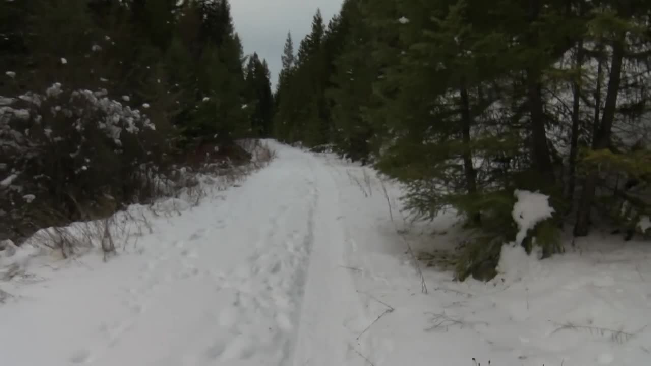 Lolo National Forest Winter Tree