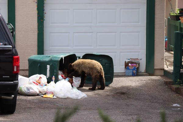 Bear getting into unsecured trash.jpg