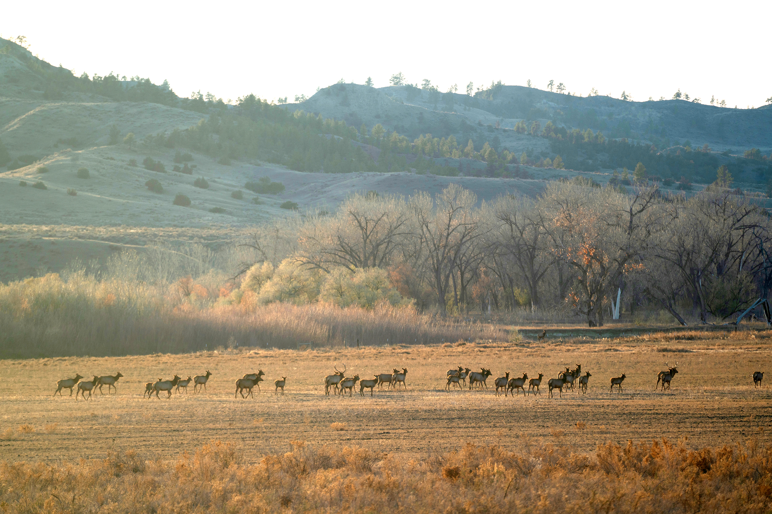 American Prairie announces acquisition of large ranch bordering Charles M. Russell National Wildlife Refuge