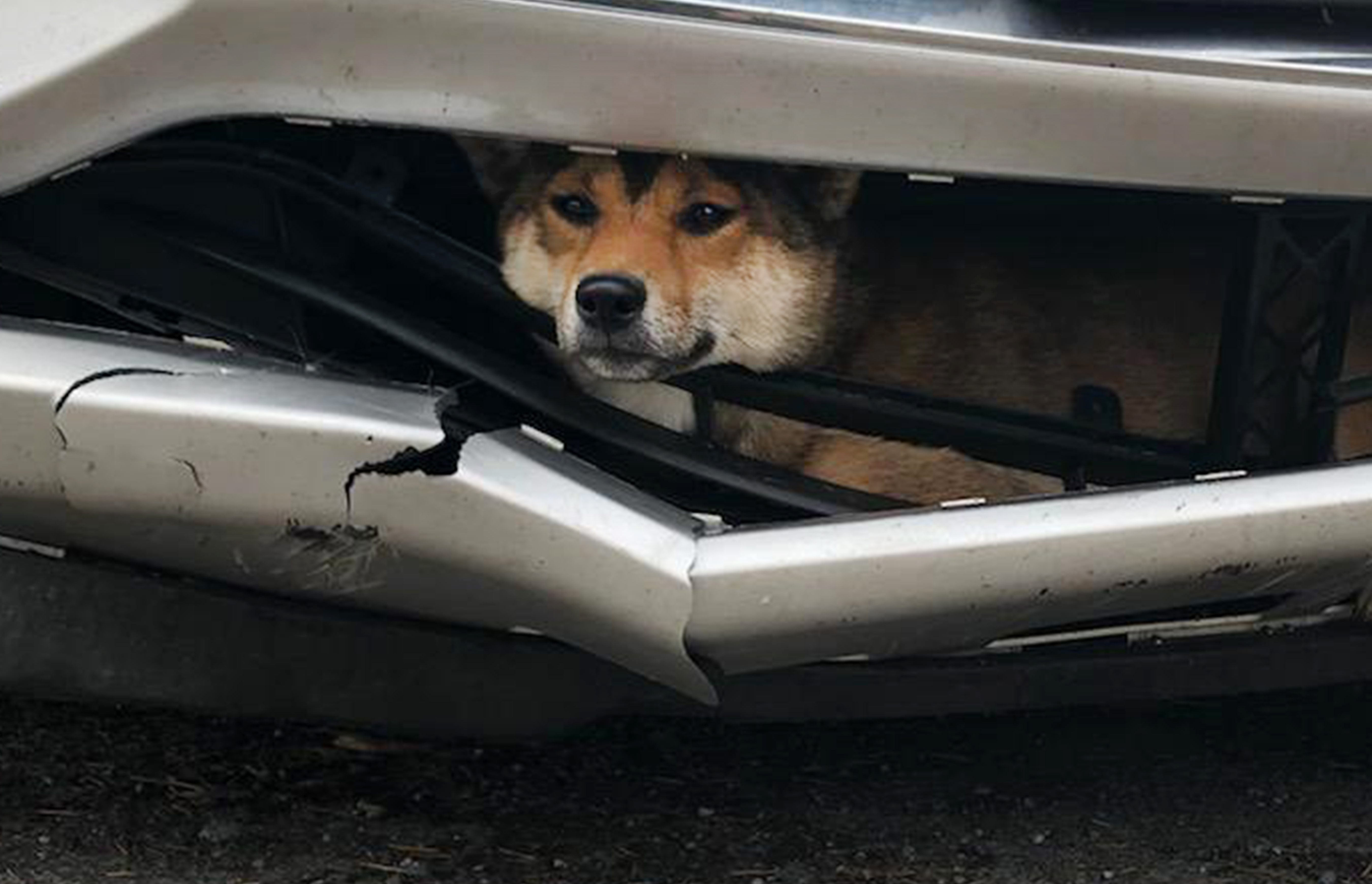 Dog Stuck Bumper