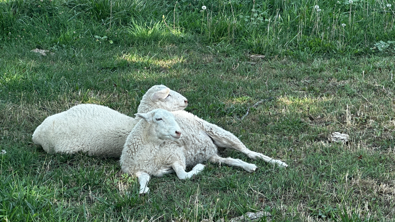 Cows, birds, lichens, trains and MORE events happening across Utah this weekend!