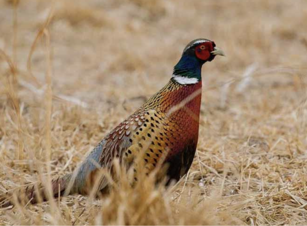 pheasant