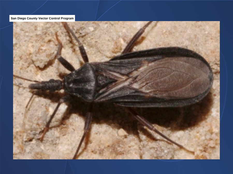 kissing_bug_chagas_disease_sd_county.png