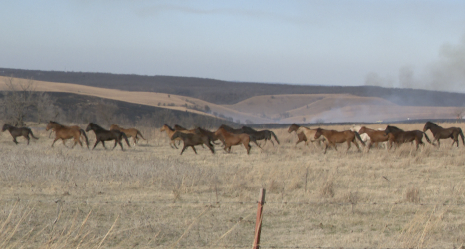 Horses in Wash. Co Fire