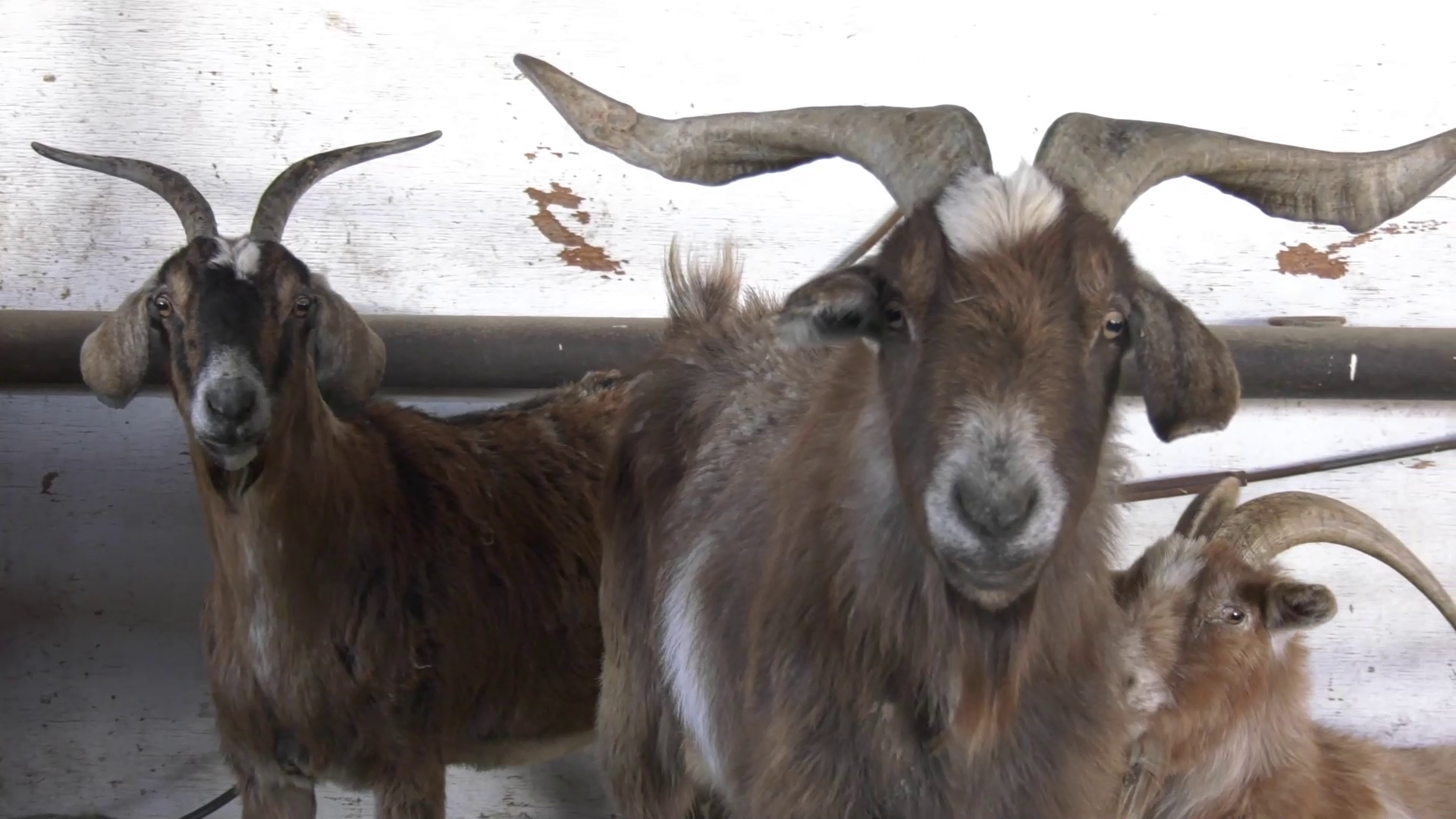 Two people charged with aggravated animal cruelty in Beaverhead County