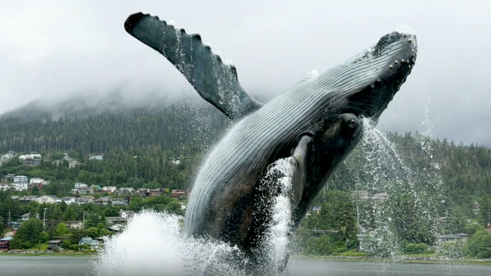 A breaching whale.