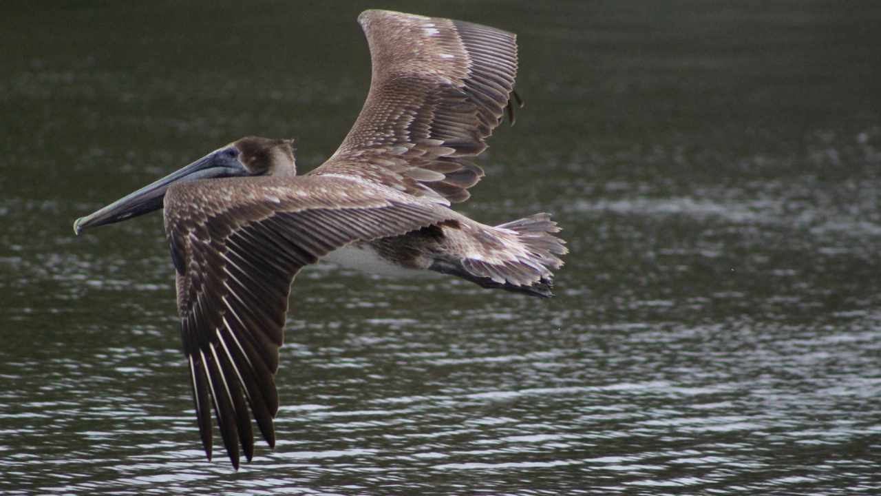 Brown Pelican (FILE)