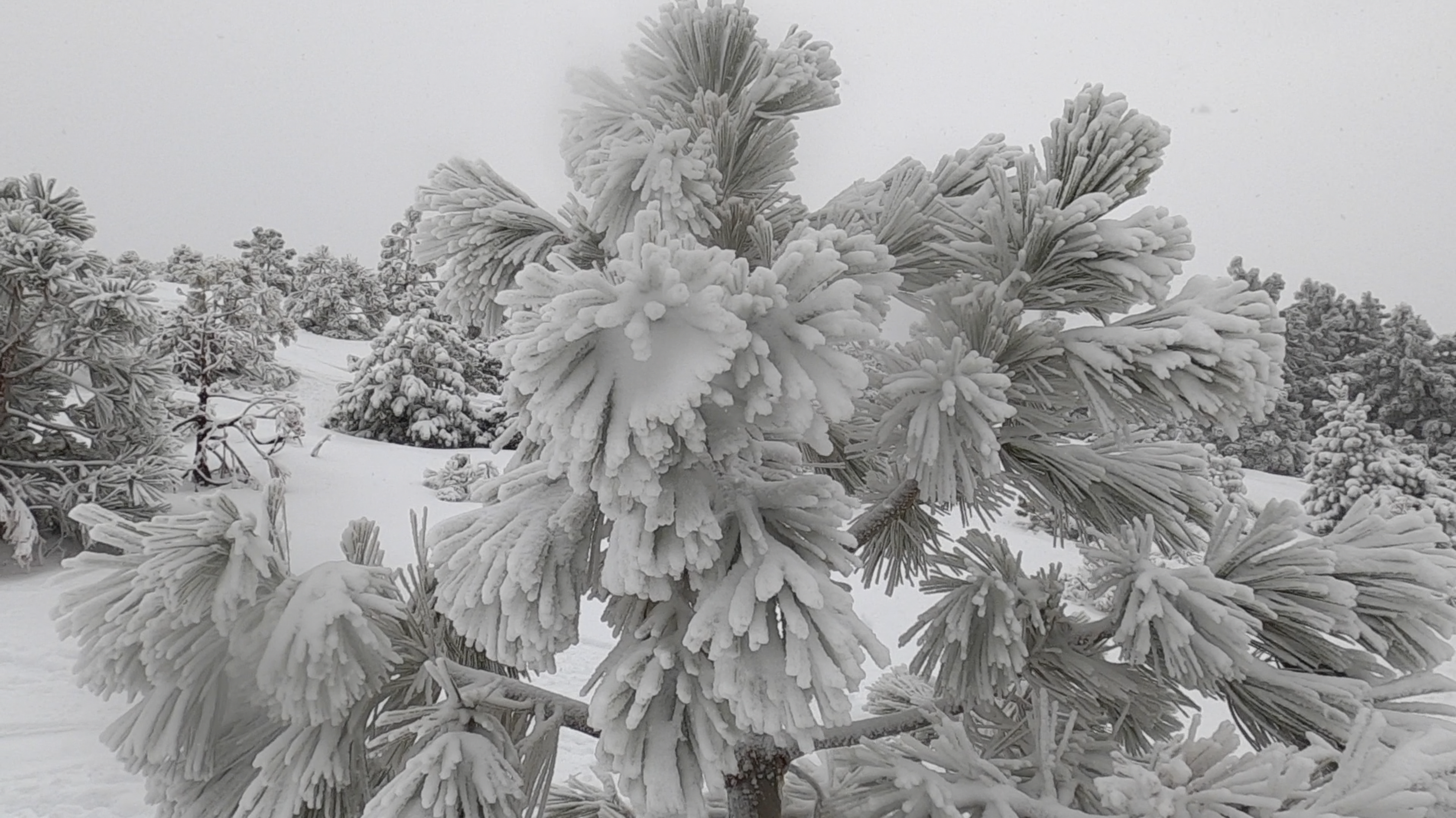 Snow Valley