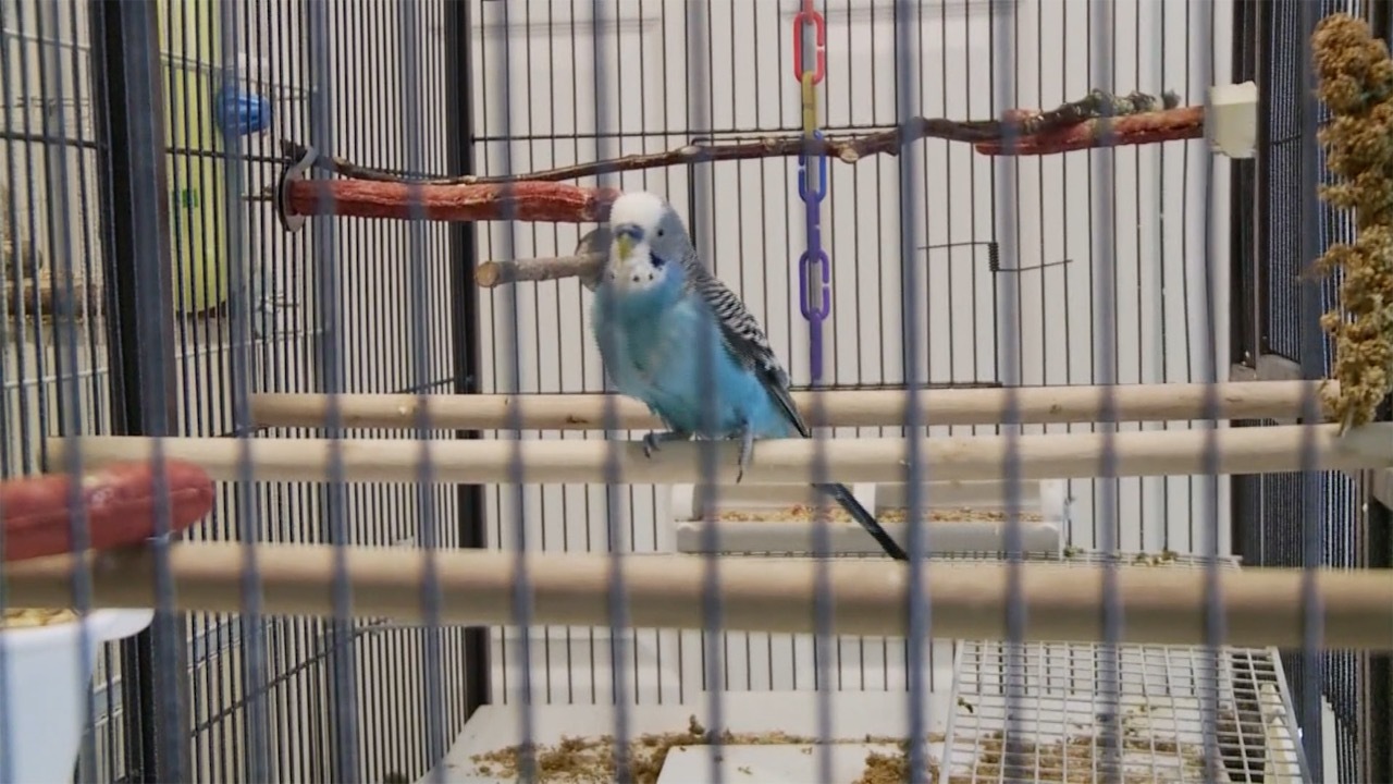 BirdsRescuedPic.jpg