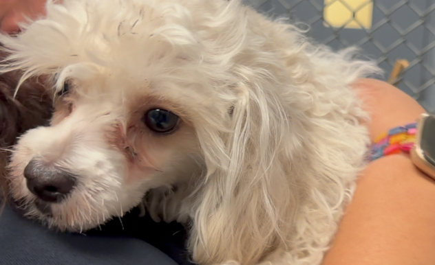 NO ROOM: Sierra Vista animal shelter struggles with space as more dogs are surrendered 