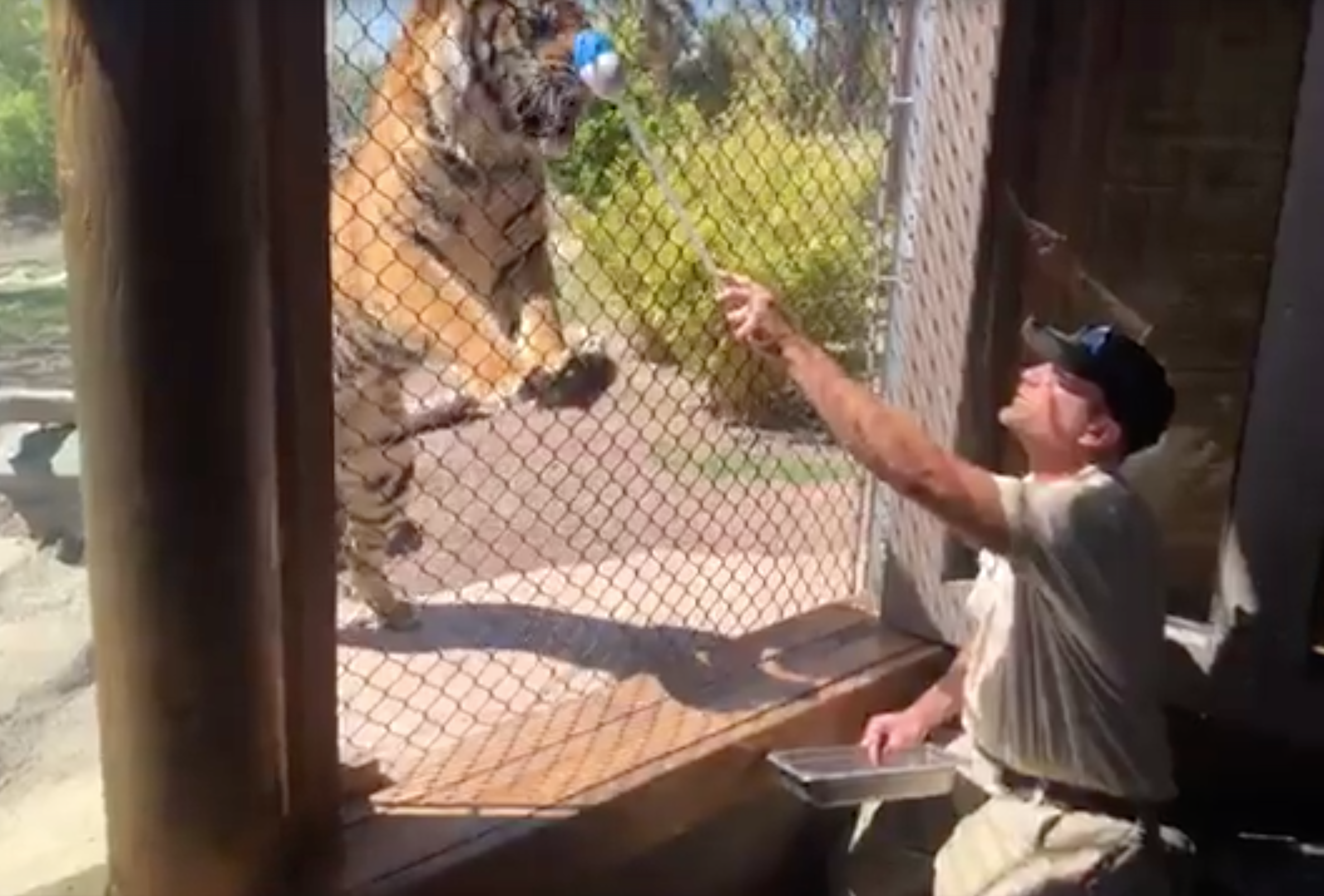 Phoenix Zoo Digital Safari - Tiger 2020 (Facebook Live screengrab)