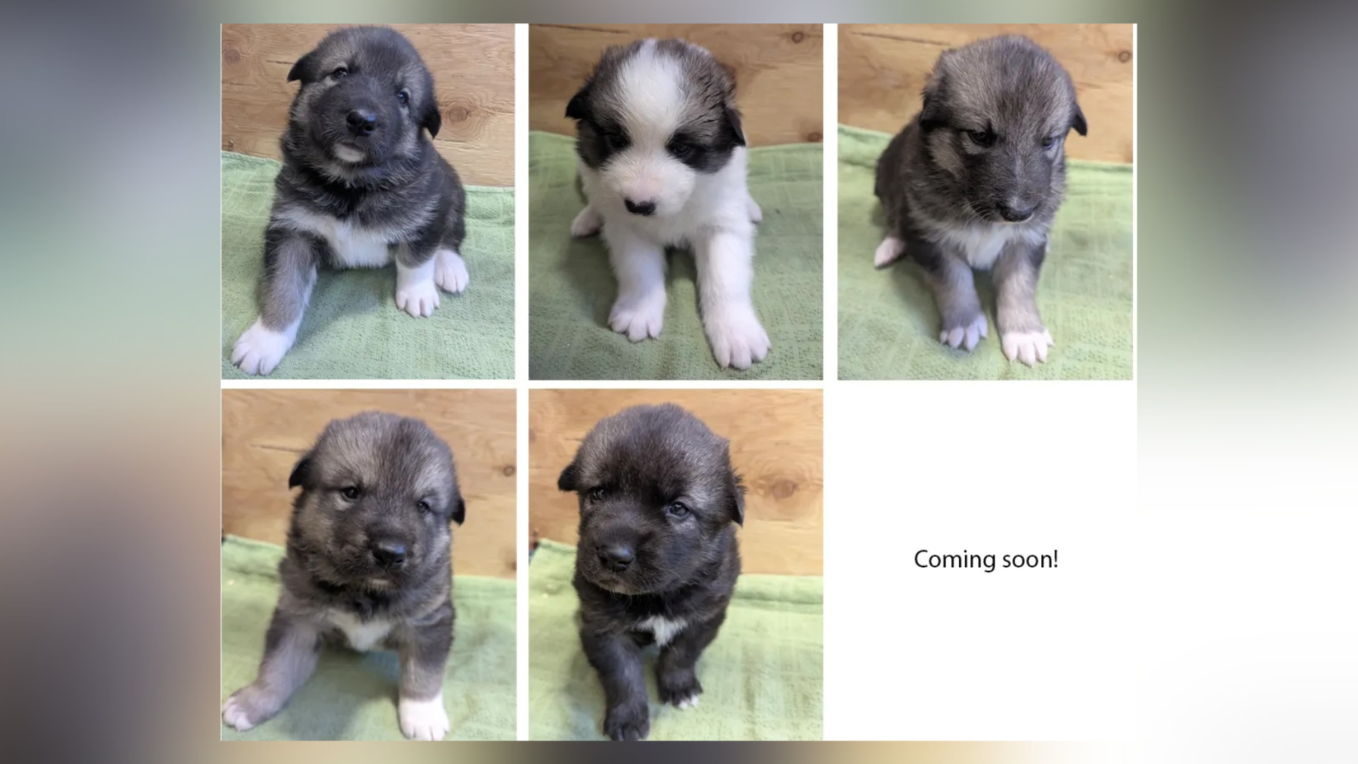 Denali sled dog puppies