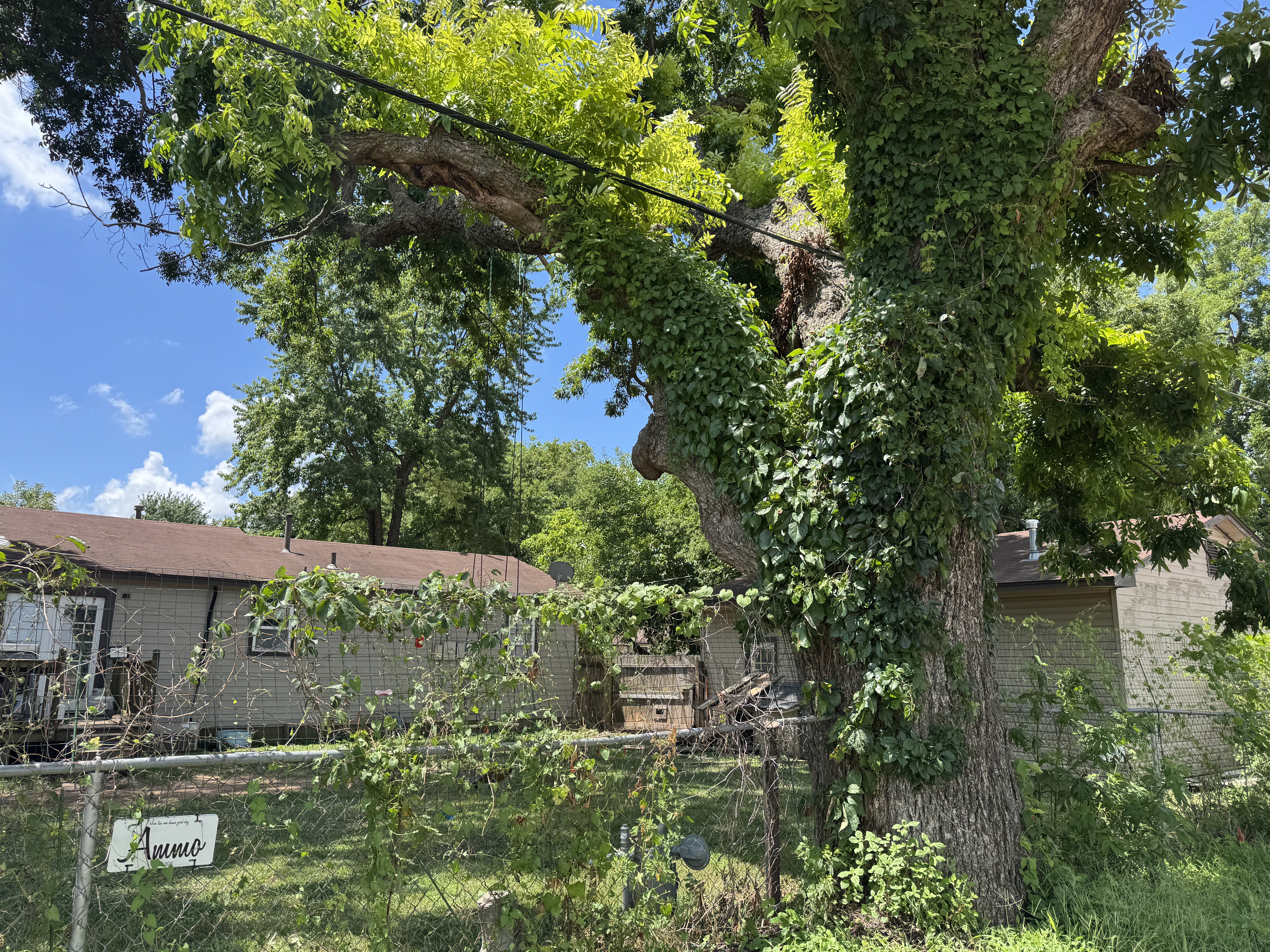Bixby Tree