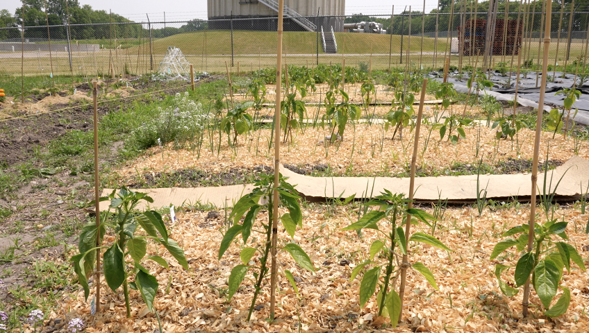 Tomato Plants at Delhi Charter Township Community Garden