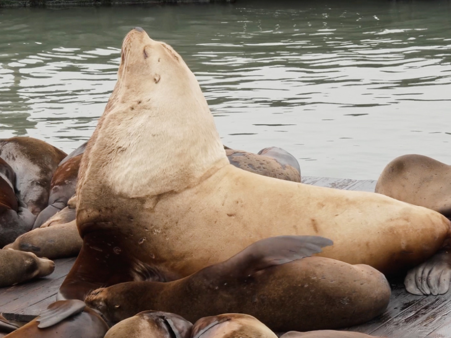 chonkers_sea_lion_ap.png