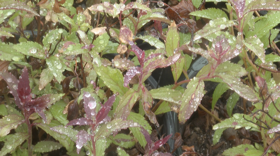 Harding Nursery