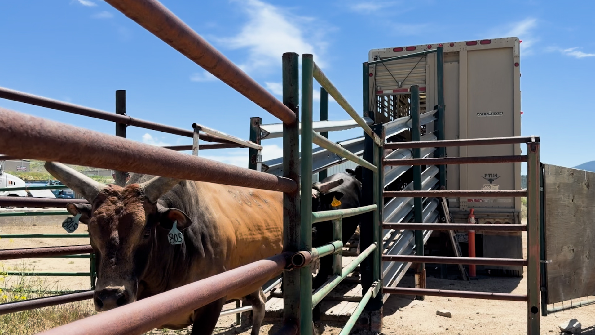 East Helena Rodeo