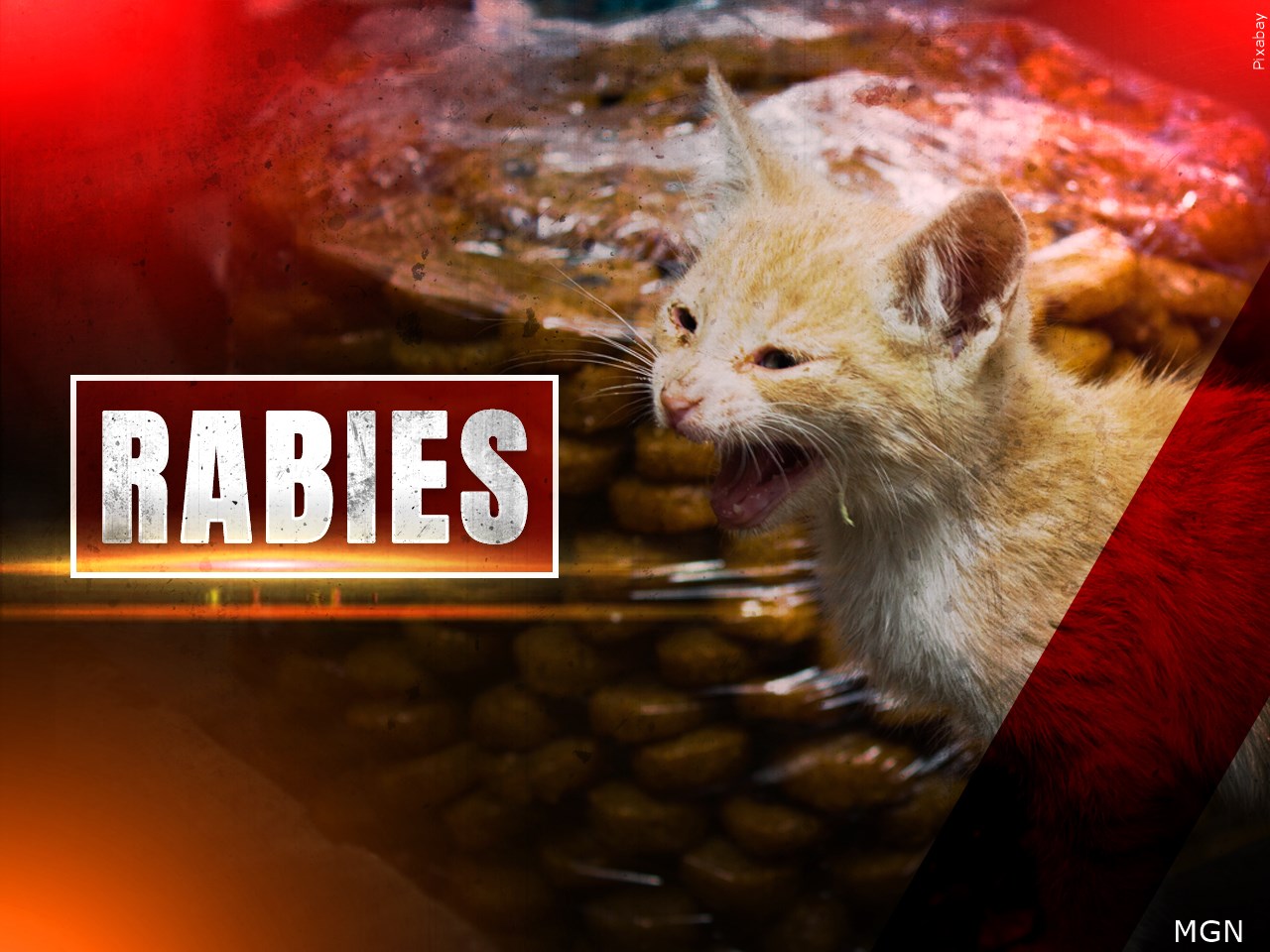 rabies.jpeg