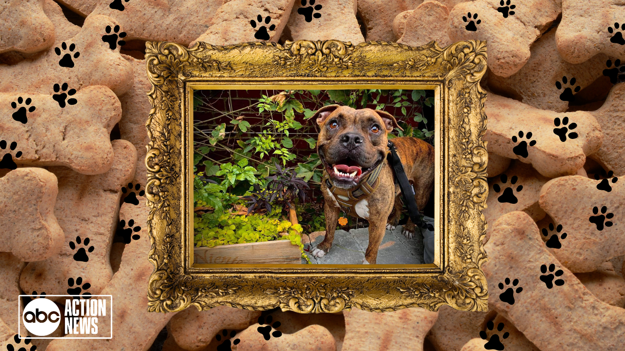 Rescues in Action: Kneesa