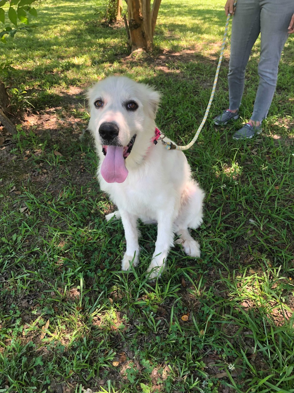 GMA Pet of the Week: Keeta