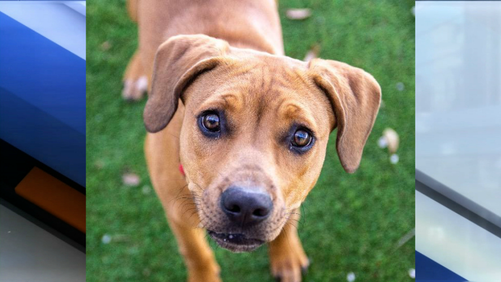 Sarah pet of the week