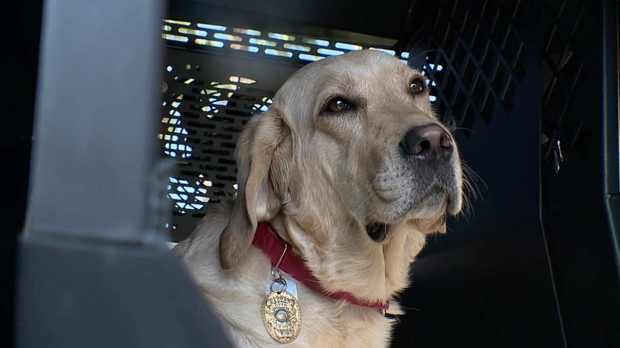 K-9 Hannah Chula Vista Fire