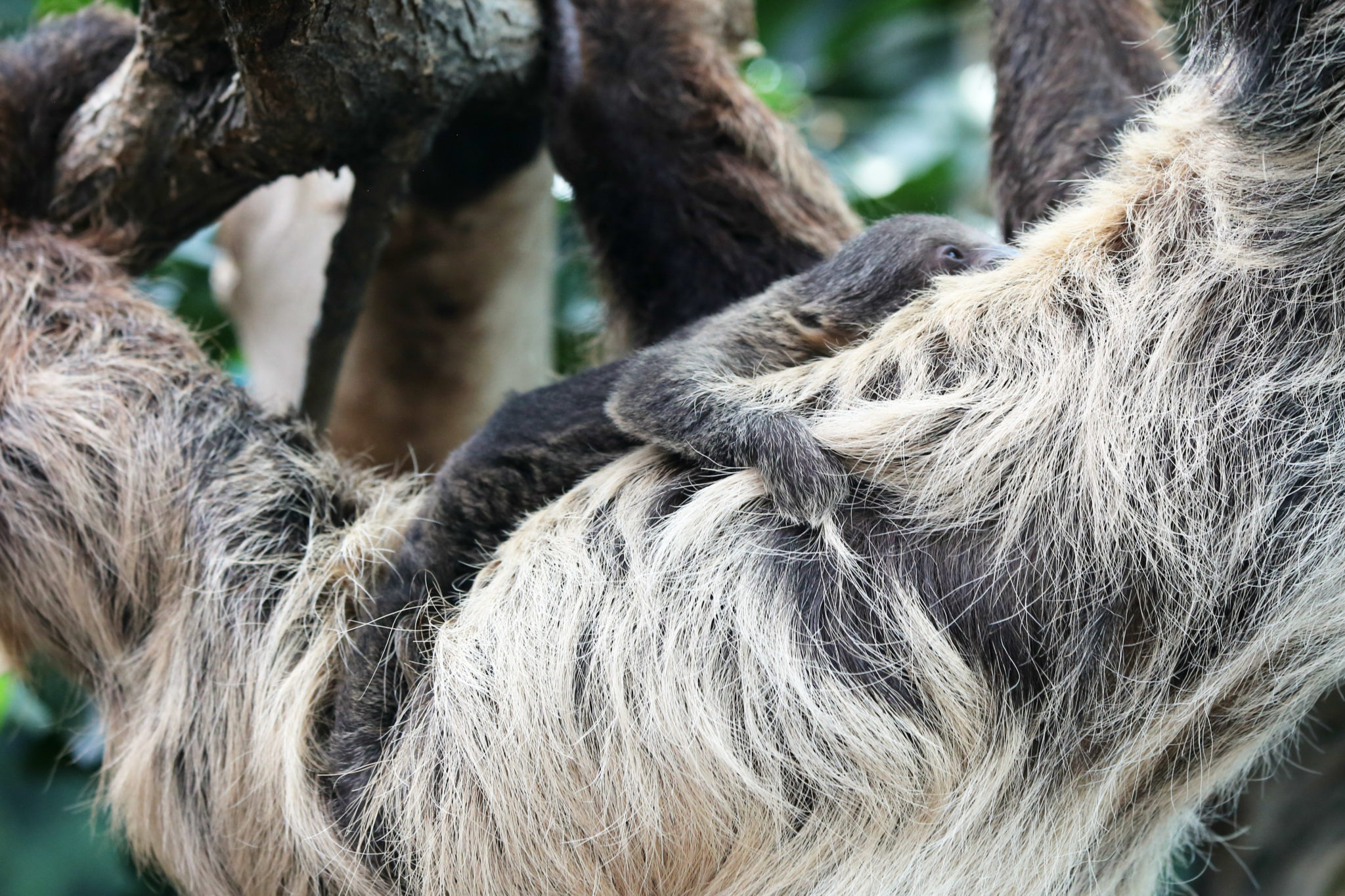 charlotte and baby sloth.jpg