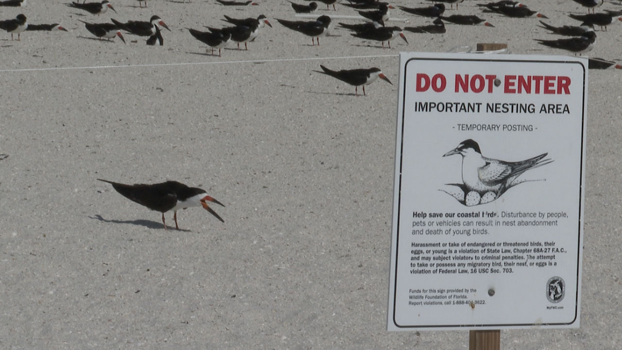 Black-Skimmer-shorebirds-WFTS-LANE-1.jpg