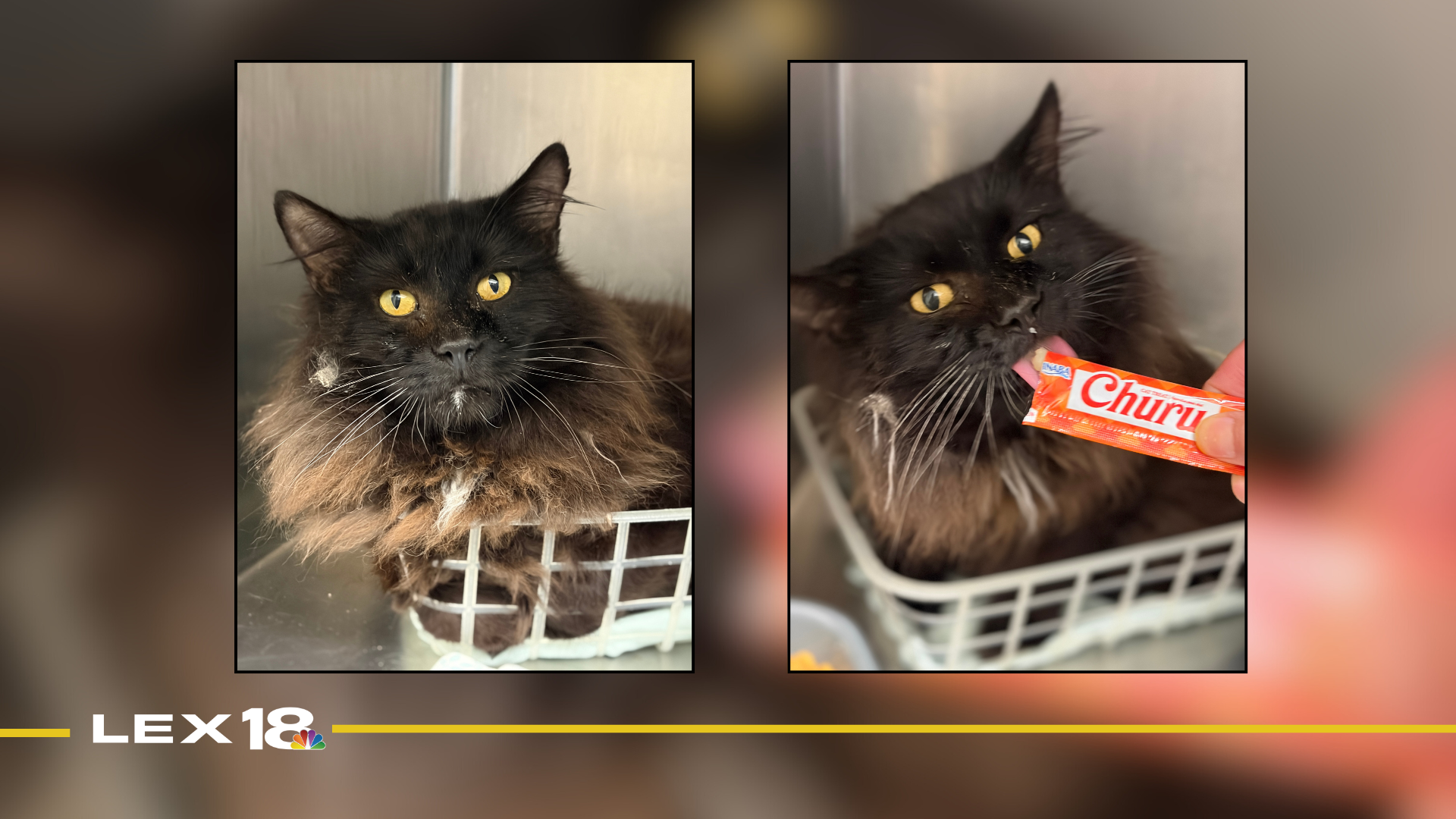 Featured Image Custom Edit (28).png