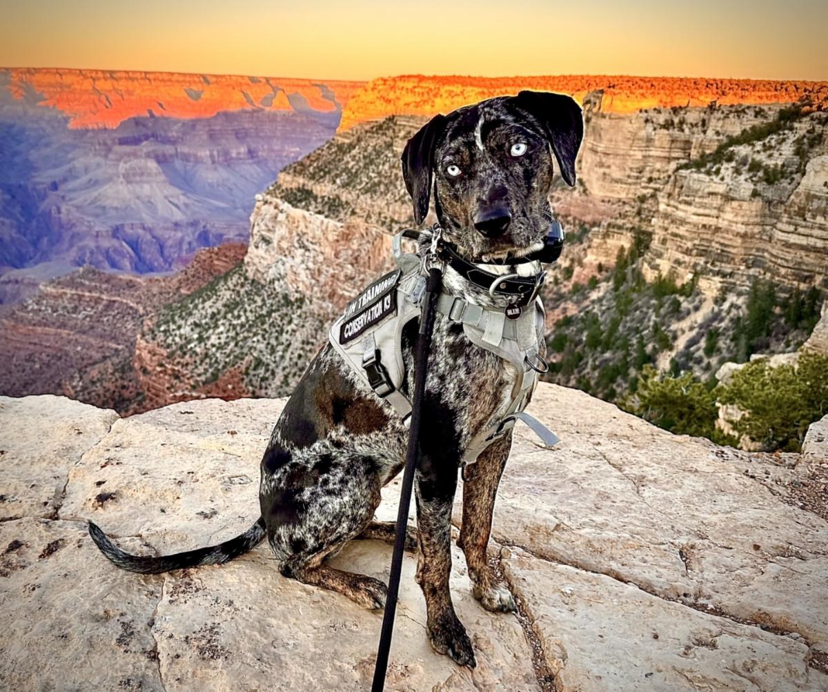 blue grand canyon dog
