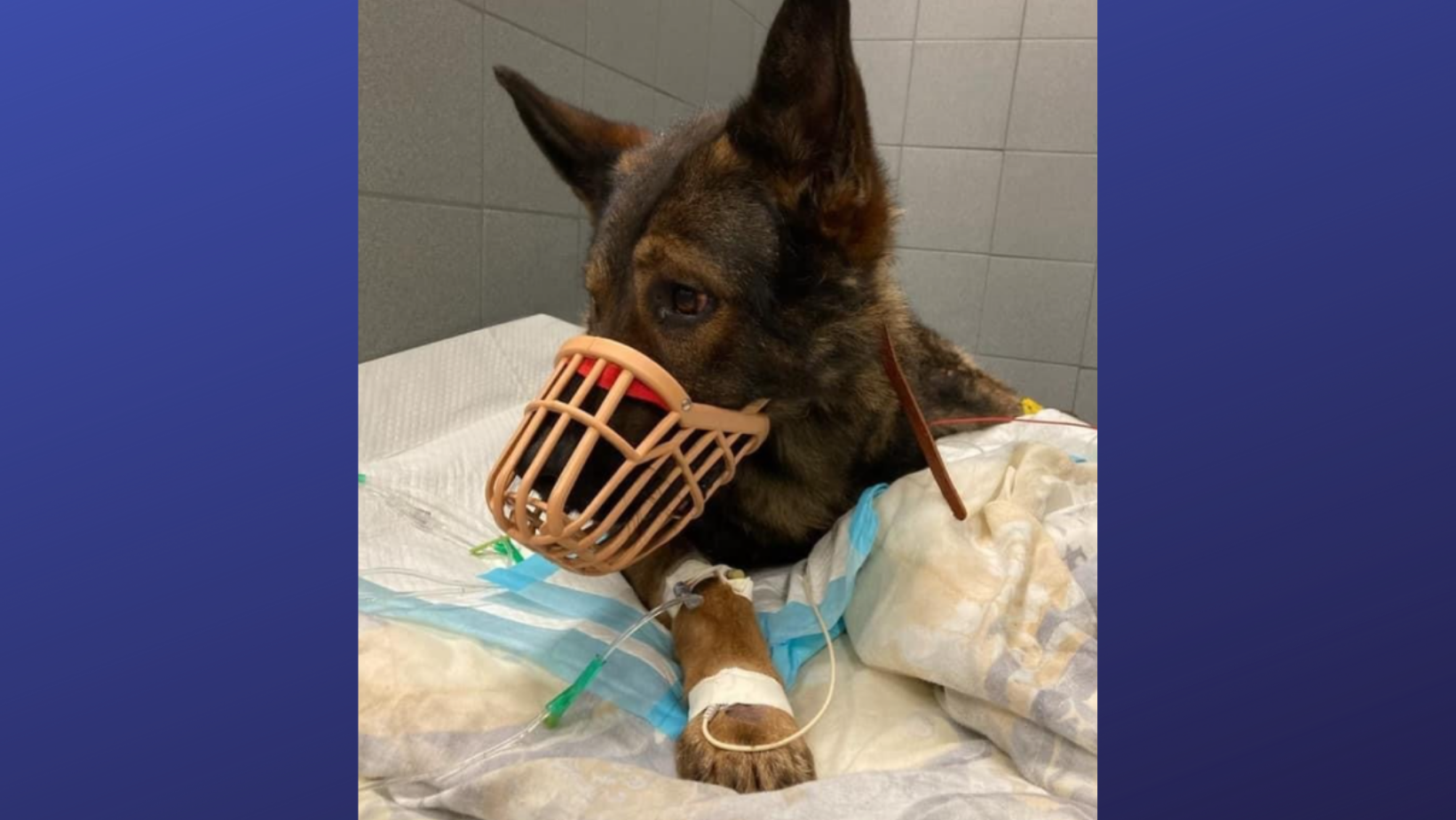 K-9 Duke.png