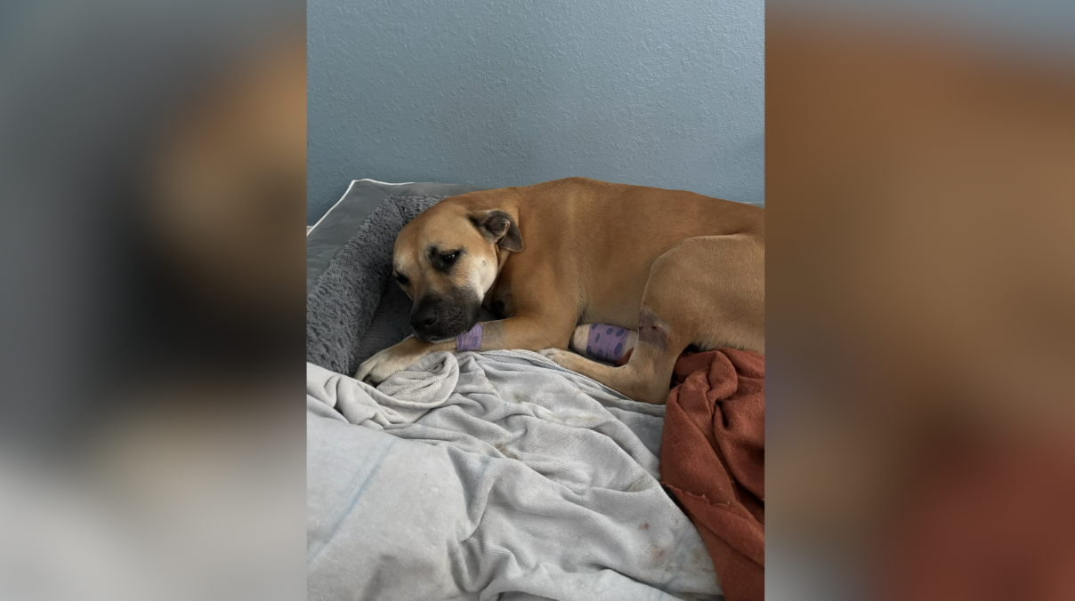 Tallahassee man charged with shooting dog, he says the dog bit his child