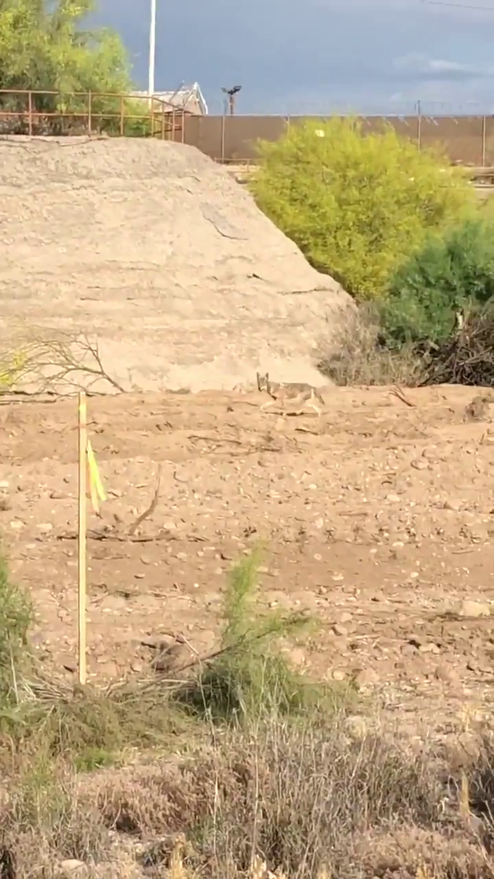 Coyote chases roadrunner in Tucson riverbed