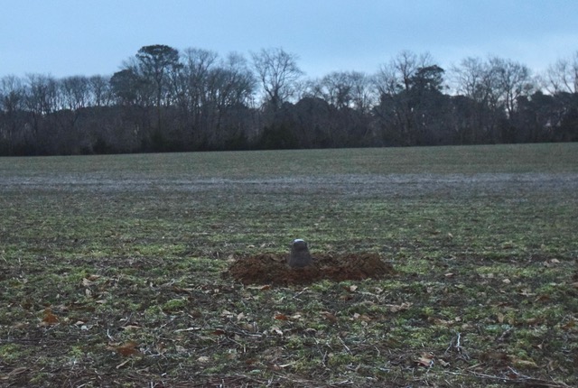 metompkin max groundhog.jpg