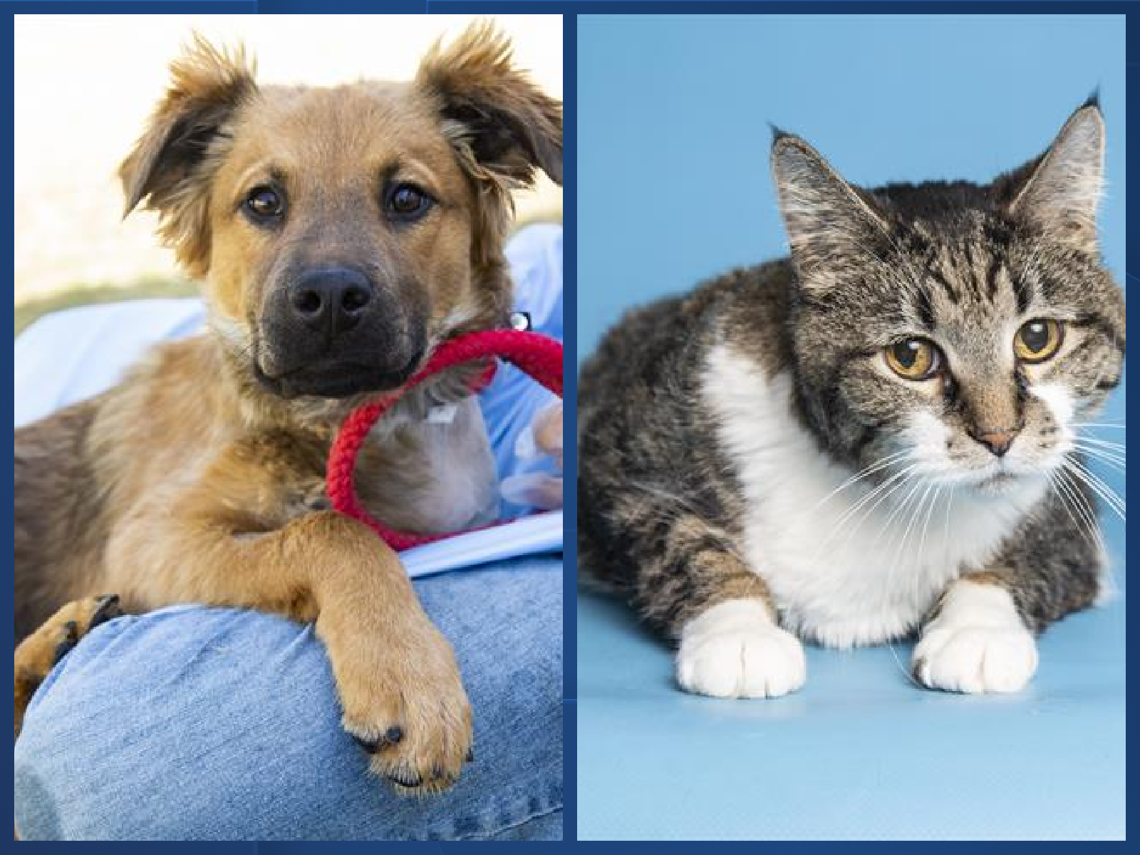 Adoptable pets AHS.png