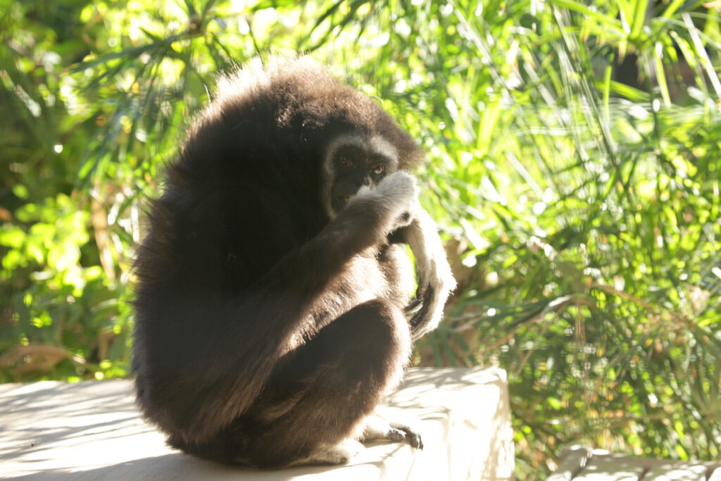 Gibbon-Billy-Looking-At-Camera-1024x683.jpg
