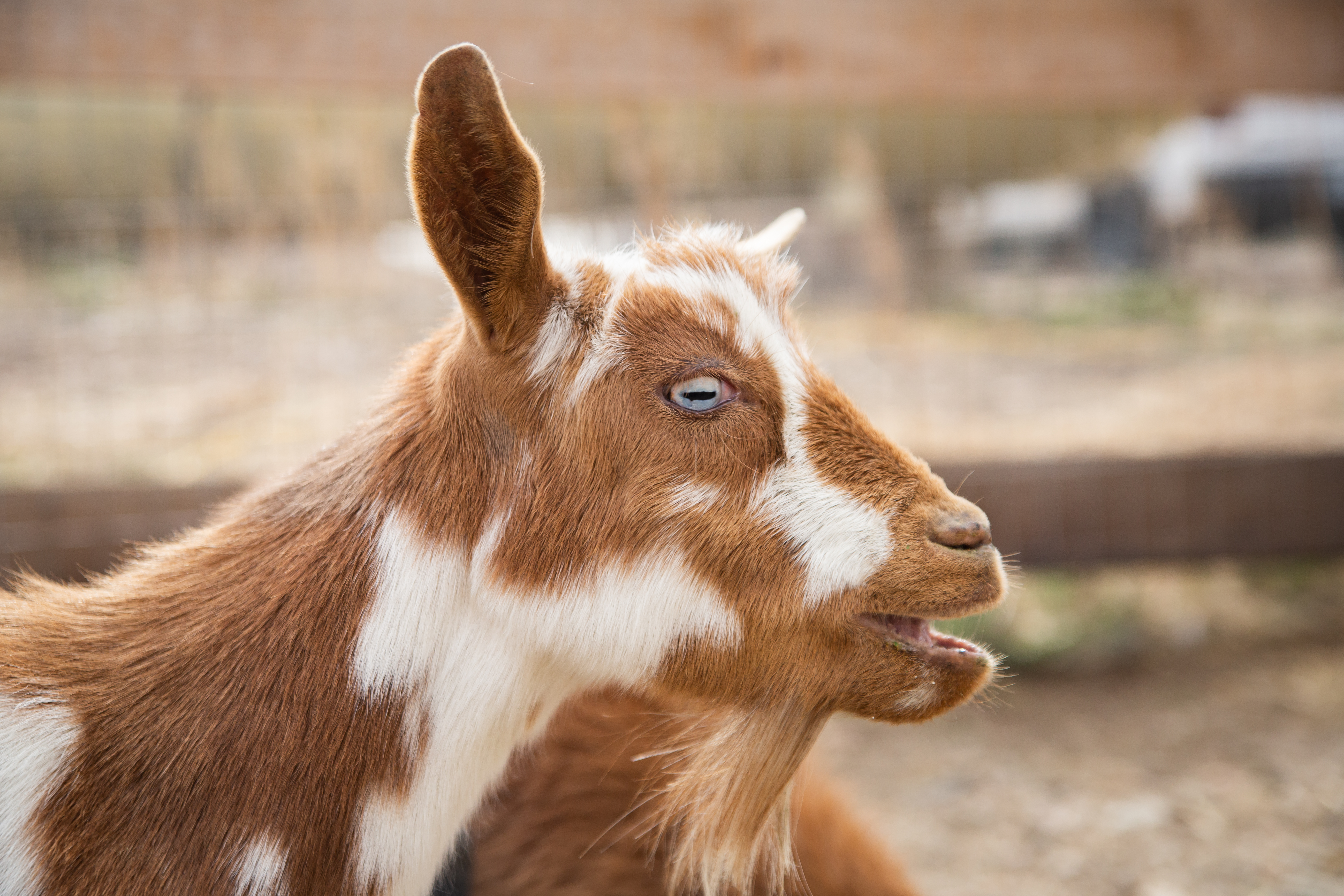 Goat