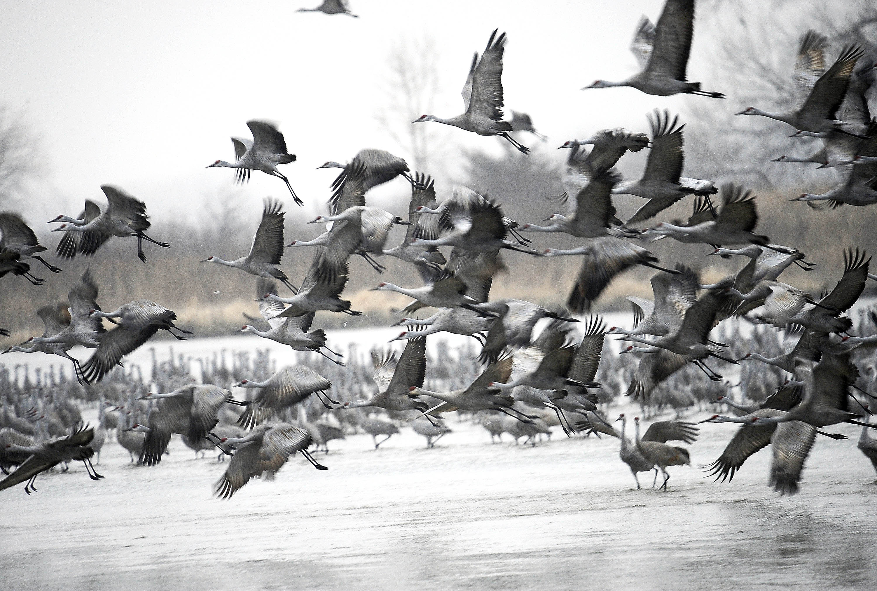 Cranes