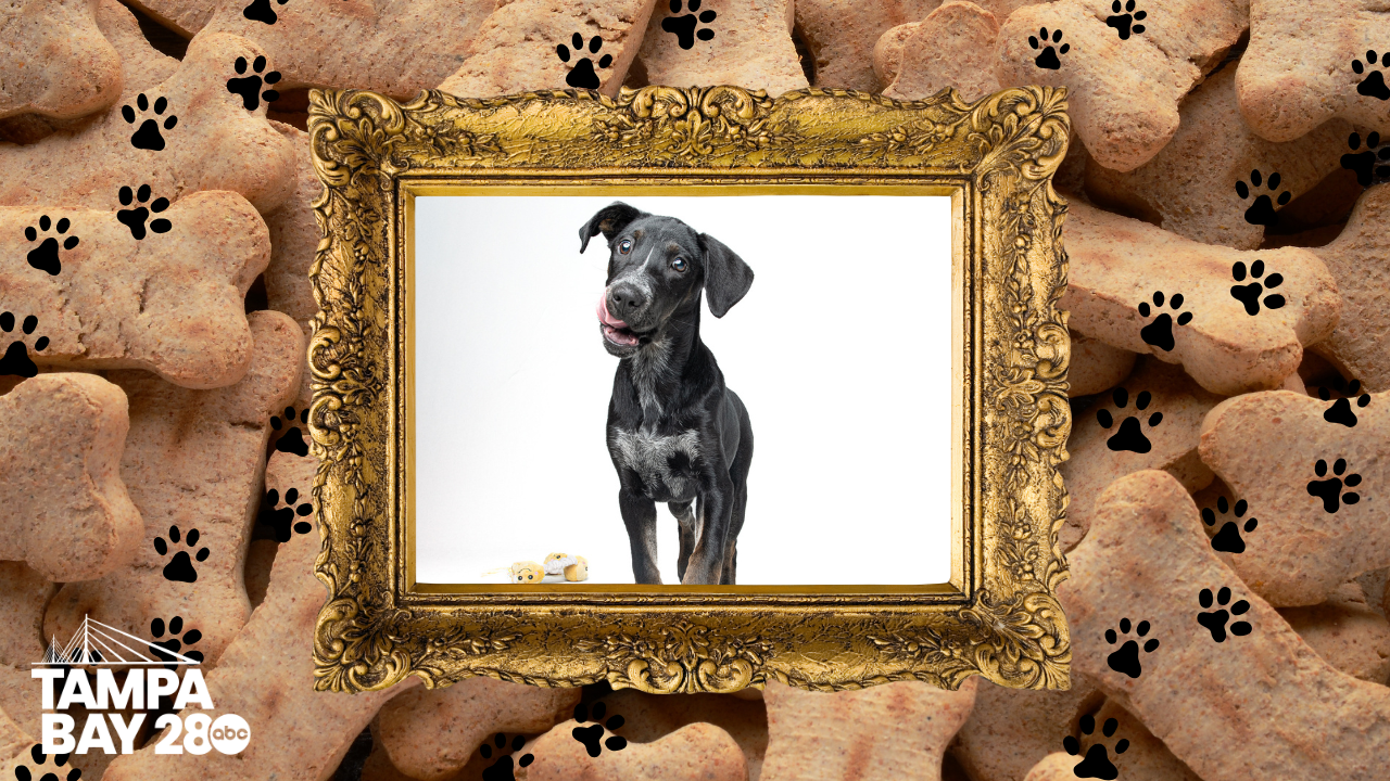 Tampa Bay 28 - Rescues in Action.png