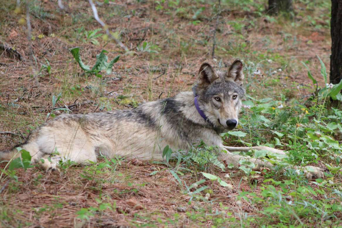 Gray Wolf Killed California