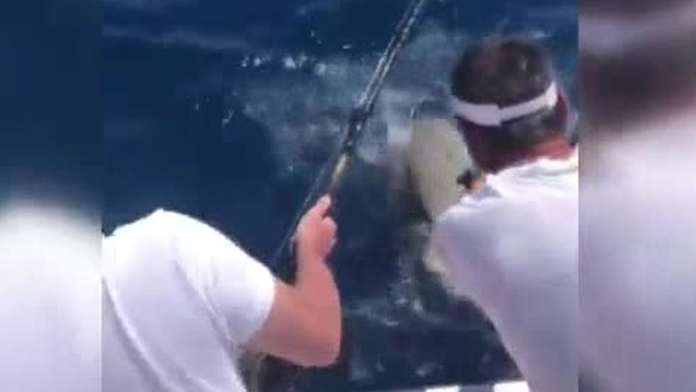 wptv-shark-shot-.jpg